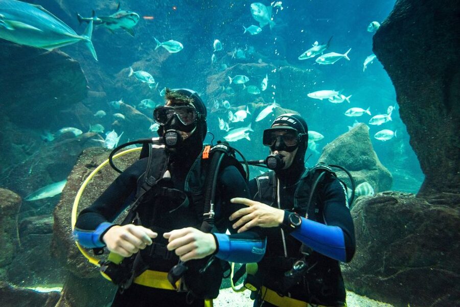 Porto Moniz: Diving with Sharks and Rays in Madeira Aquarium - Guided aquarium tour: you’ll understand what you see underwater