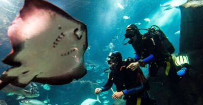 Porto Moniz: Diving with Sharks and Rays in Madeira Aquarium - The 3-hour rhythm: aquarium first, then the main tank