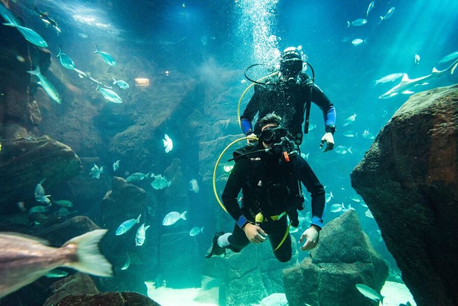 Porto Moniz: Diving with Sharks and Rays in Madeira Aquarium - Natural pool warm-up: confidence comes from practicing first
