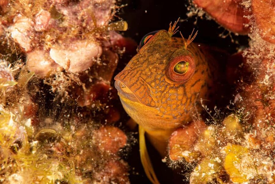 Porto-Vecchio: beginner diving in the Cerbicale Islands in the reserve - Who This Experience Suits Best (and Who Should Skip It)