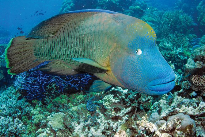 Poseidon Outer Great Barrier Reef Snorkeling and Diving Cruise from Port Douglas - Poseidon’s catamaran setup and why it affects your comfort