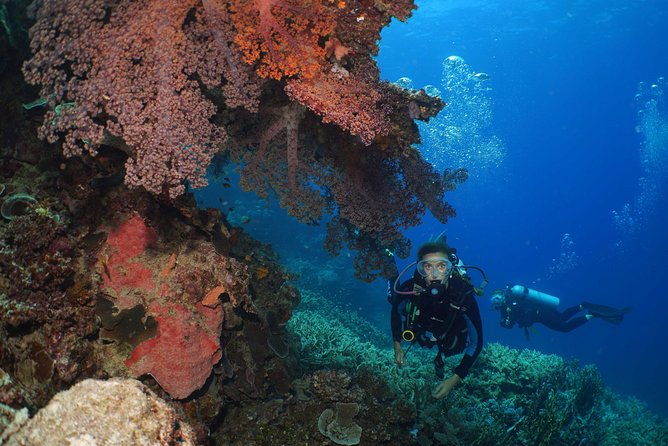 Poseidon Outer Great Barrier Reef Snorkeling and Diving Cruise from Port Douglas - Stop 1: Poseidon Outer Reef Cruises and multiple reef sites on Agincourt