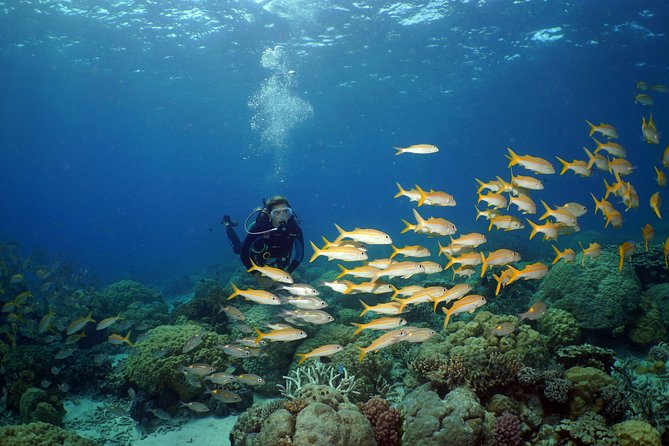 Poseidon Outer Great Barrier Reef Snorkeling and Diving Cruise from Port Douglas - Food and gear: what’s included, what’s extra, and what you should bring