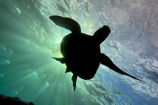 Premium Afternoon Scuba Charter for All Certified Diver Levels - Marine Life Chances: Honu, Rays, and the Rare Visitors