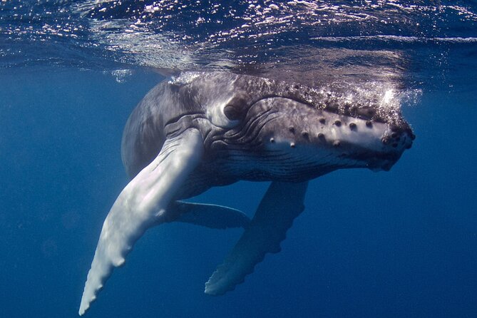 Premium Afternoon Scuba Charter for All Certified Diver Levels - Onboard Comfort: Showers, Snacks, and the Camera Station