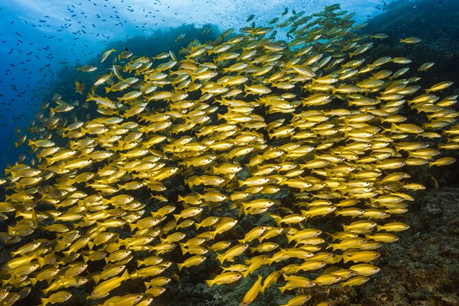 Premium Guided Dive Trip - Outer Great Barrier Reef - Outer Great Barrier Reef Day, Port Douglas Style