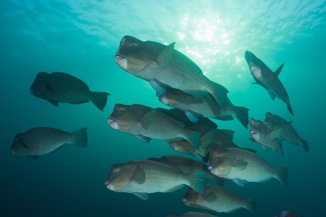 Premium Guided Dive Trip - Outer Great Barrier Reef - Equipment, Lunch, and the Stuff That Keeps the Day Comfortable