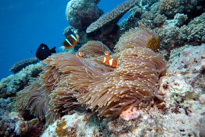 Premium Guided Dive Trip - Outer Great Barrier Reef - Price and Value: Is $192 Worth It?