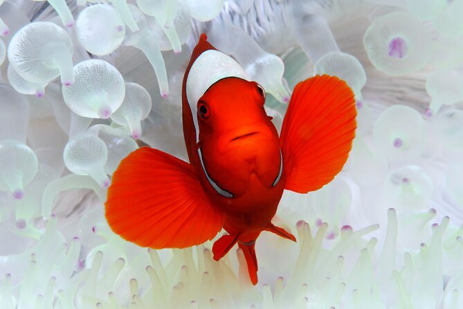 Premium Guided Dive Trip - Outer Great Barrier Reef - Getting There: 44 Wharf St at 8:00 AM