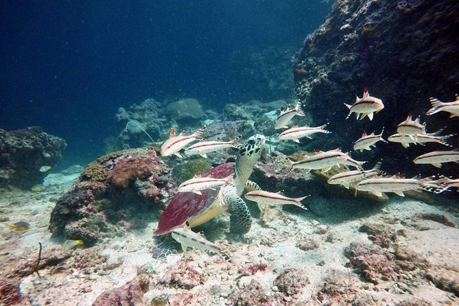Premium Guided Scuba Diving Day Trip for Certified Divers - Getting to Chalong and starting at 8:00am