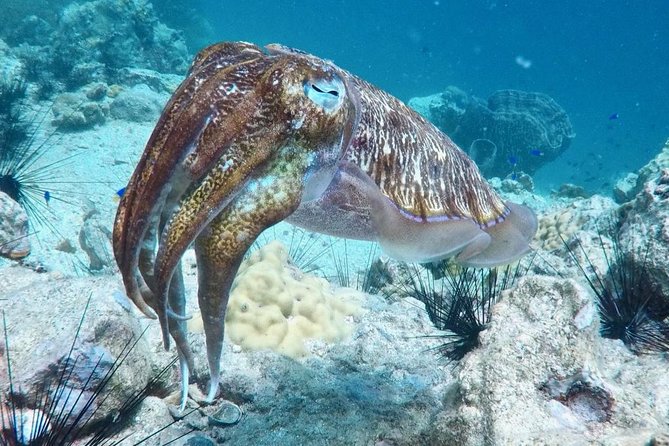 Premium Guided Scuba Diving Day Trip for Certified Divers - The day’s flow: how you spend your 7 hours