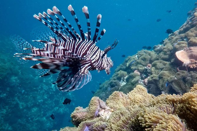 Premium Guided Scuba Diving Day Trip for Certified Divers - Underwater highlights: what you’ll likely see