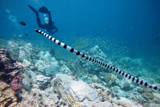 Premium Guided Scuba Diving Day Trip for Certified Divers - Gear: what’s included, what you must bring