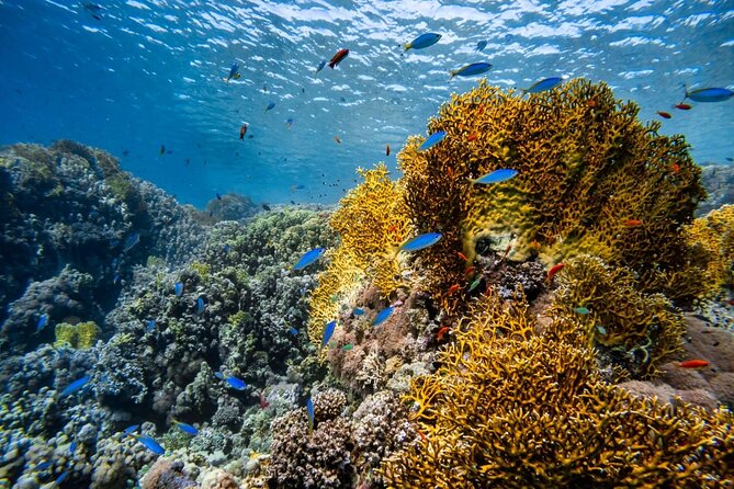 "Premium" Non Certified Beginner Scuba Diving in Racha Yai/Noi - Racha Yai and Racha Noi: what you’ll actually see in the water