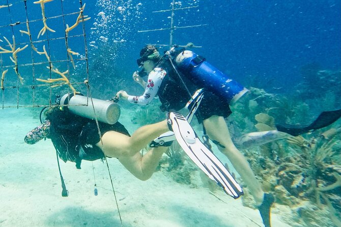 Private 2-Tank Dive with PADI Instructor for Certified Divers - Gear and the “Certified Diver” Reality Check