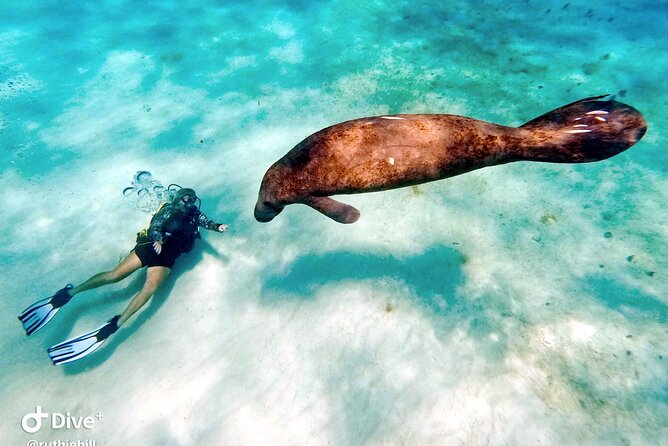 Private 2-Tank Dive with PADI Instructor for Certified Divers - Price and Value: When $1,300 per Group Is Actually a Deal