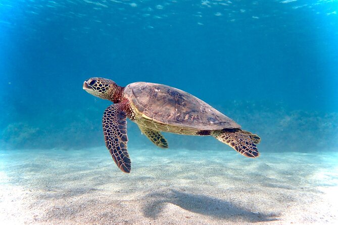 Private and Personalized Scuba Diving Adventures for All Experience Levels - Quick highlights from this Maui experience