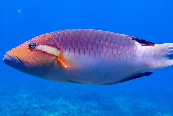 Private and Personalized Scuba Diving Adventures for All Experience Levels - Olowalu, Kahekili, Kapalua: what to expect at each shore stop