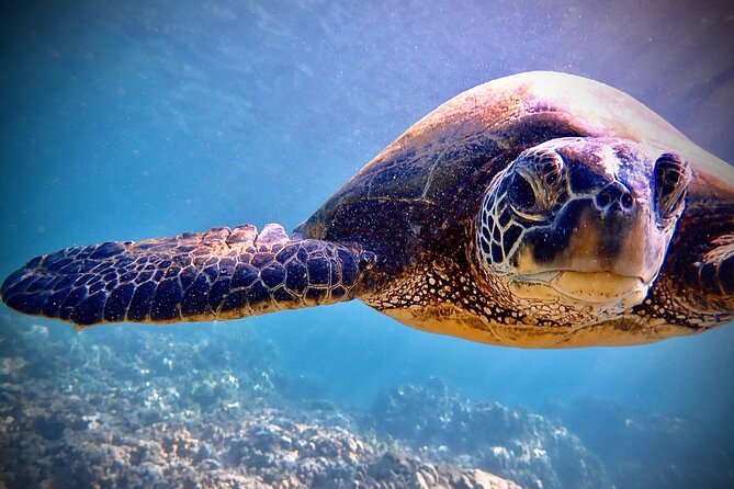 Private and Personalized Scuba Diving Adventures for All Experience Levels - Gear comfort, small safety notes, and the photo add-on