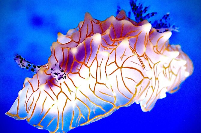 Private and Personalized Scuba Diving Adventures for All Experience Levels - Price and value: is $250 per person worth it?