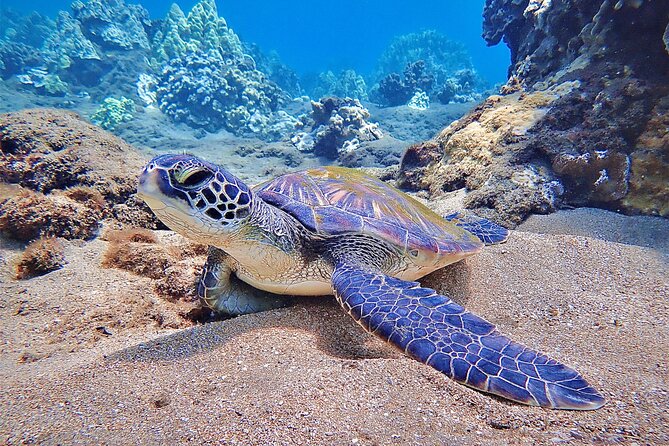 Private and Personalized Scuba Diving Adventures for All Experience Levels - Meeting Michelle: the guide who focuses on comfort and animals