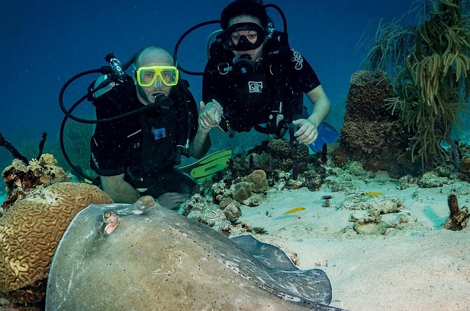 Private Bayahibe 3 Tank Diving with Lunch from Punta Cana - Afternoon session: finishing strong with the third guided stop