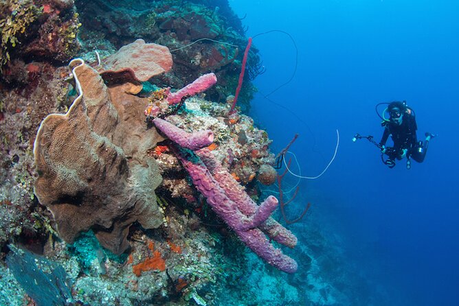 Private Bayahibe 3 Tank Diving with Lunch from Punta Cana - Price and value: is $1,300 per group a smart buy?