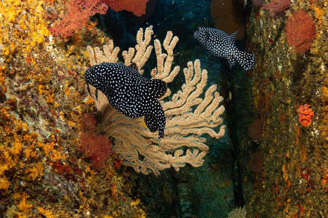 Private Beginner Scuba Diving Experience in Cabo San Lucas - Heading to El Arco de Cabo San Lucas: what to watch for