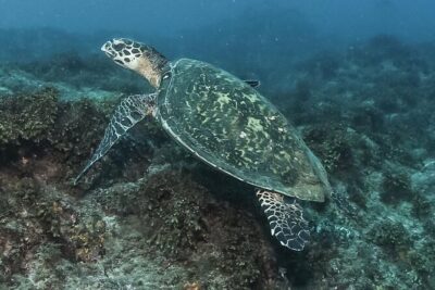 Private Beginner Scuba Diving Experience in Cabo San Lucas - Shallow-water skills: the confidence-builder before El Arco