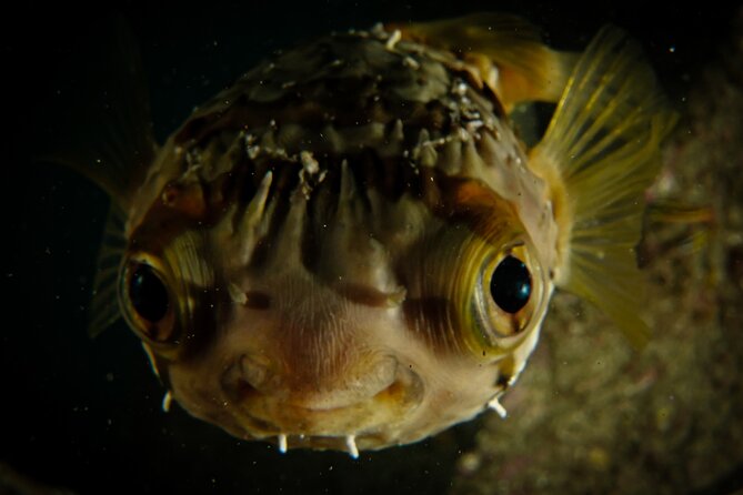 Private Beginner Scuba Diving Experience in Cabo San Lucas - Depth limits and comfort: how “up to 12m/40ft” really works