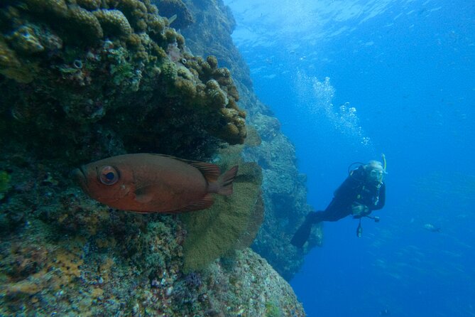 Private Beginner Scuba Diving Experience in Cabo San Lucas - Who this suits best (and who might rethink it)