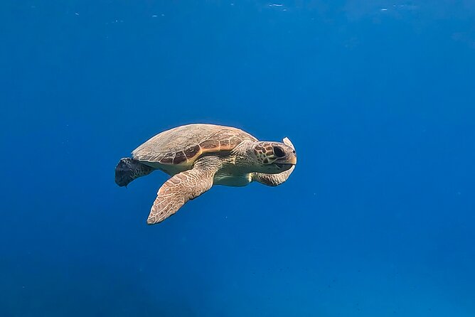 Private Discover Scuba Diving Experience in Messinia - Why Marathopoli Works for Your First Scuba in Messinia