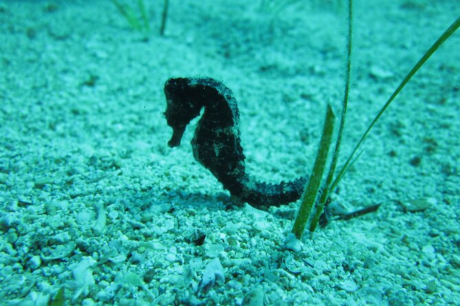 Private Discovery Dive + Photos & Videos - Your First Underwater Skills at Green Bay Beach