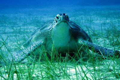 Private Discovery Dive + Photos & Videos - Photos and Videos: Turning Nerves into a Real Keepsake