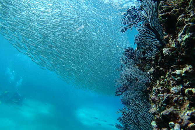 Private Dive Boat for Certified Divers - Cabo San Lucas - What’s on the boat: snacks, drinks, and the small comforts