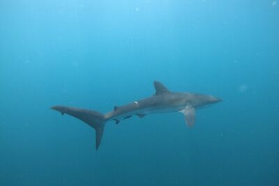 Private Dive Boat for Certified Divers - Cabo San Lucas - The Arch of Cabo San Lucas and the rock-formation payoff