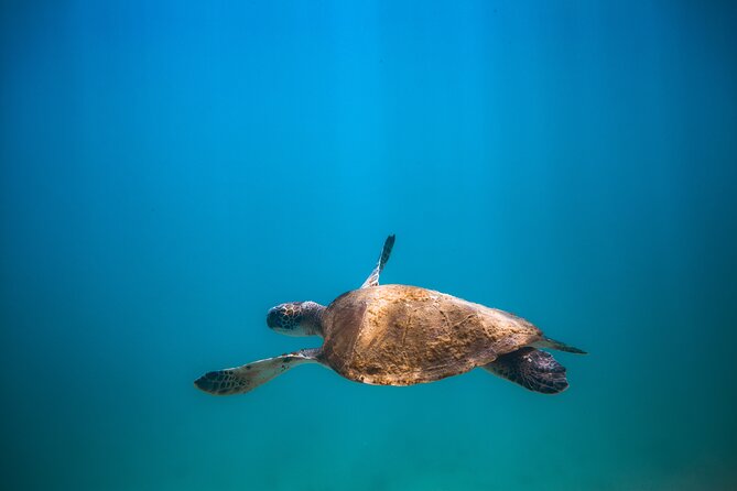 Private Dive Boat for Certified Divers - Cabo San Lucas - Should you book this Cabo private scuba charter?