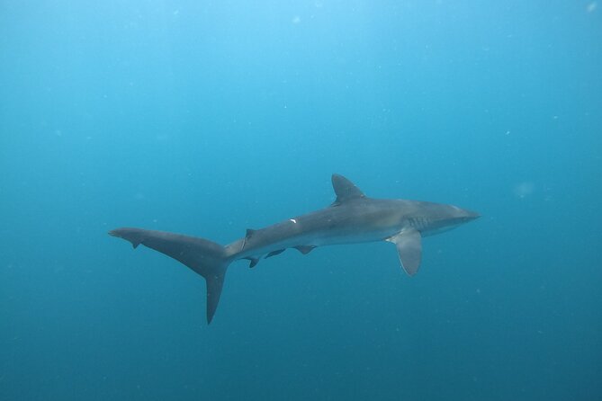 Private Dive Boat for Certified Divers - Cabo San Lucas - The Arch of Cabo San Lucas and the rock-formation payoff