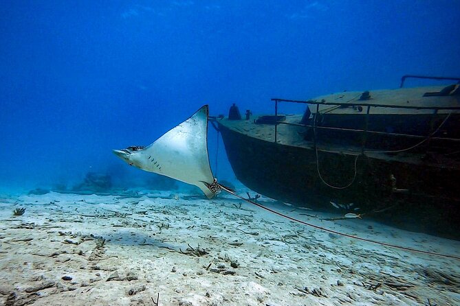 Private Dive + videographer/Photographer (Certified divers only) - Choosing the Underwater Spots: Reefs and the Shipwreck Moment