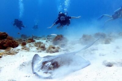 Private Dive + videographer/Photographer (Certified divers only) - The Photographer Angle: Why This Tour Feels Different