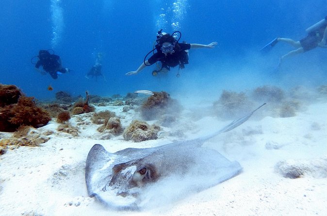 Private Dive + videographer/Photographer (Certified divers only) - Practical Tips to Make Your 2 Hours Go Smooth