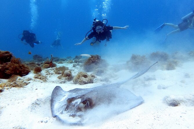 Private Dive + videographer/Photographer (Certified divers only) - The Photographer Angle: Why This Tour Feels Different