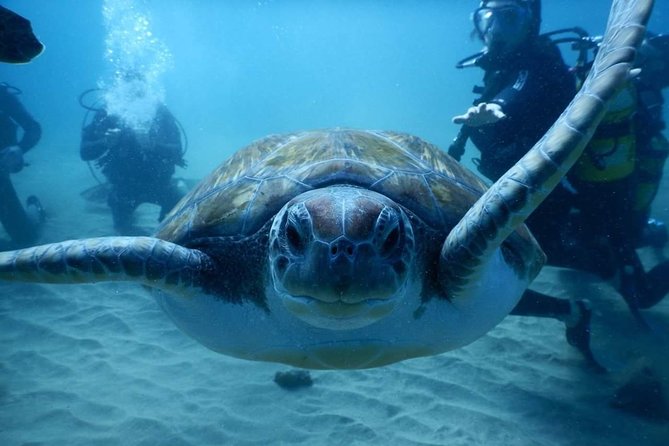 Private Diving at Zenobia Wreck in Larnaka - Who this outing fits best (and who should look elsewhere)
