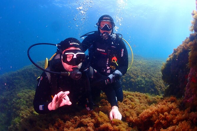 Private diving baptism in the Golf of Calvi - Key highlights