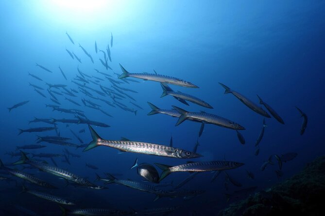 Private diving baptism in the Golf of Calvi - Meeting at Sea Horse Diving Calvi: Start Fast, Start Calm