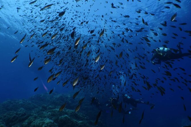 Private diving baptism in the Golf of Calvi - Your Instructor-First Experience: Confidence Over Speed