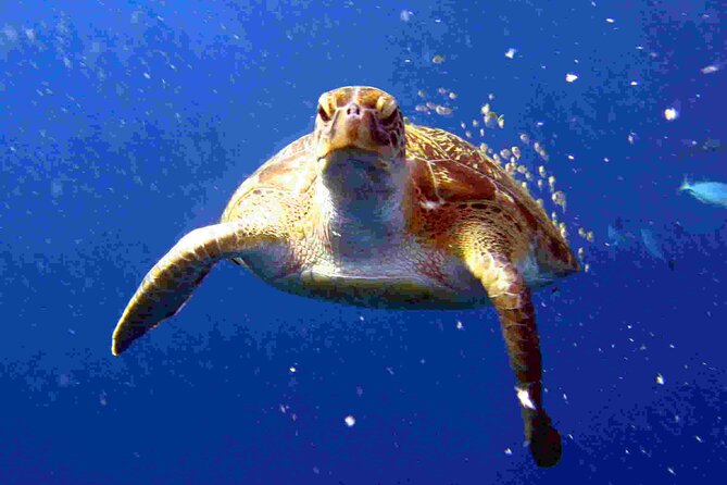 Private diving on shared trip at Racha Noi and Racha Yai from Phuket incl. lunch - Racha Yai and Racha Noi: the marine life you’re aiming for