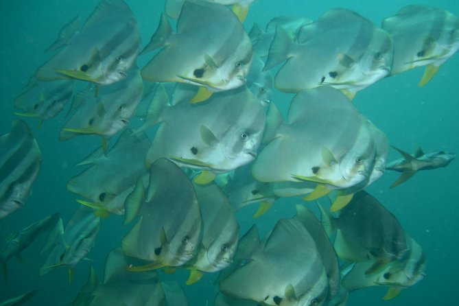 Private diving on shared trip at Racha Noi and Racha Yai from Phuket incl. lunch - Why the 1–2 participant per instructor setup matters