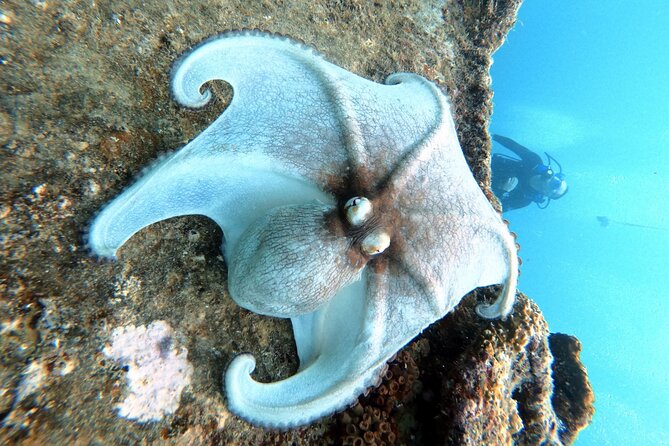 Private First-Time Dive on Aruba’s Reef and Wreck Site - Where This Aruba Underwater Session Starts (And Why Location Matters)