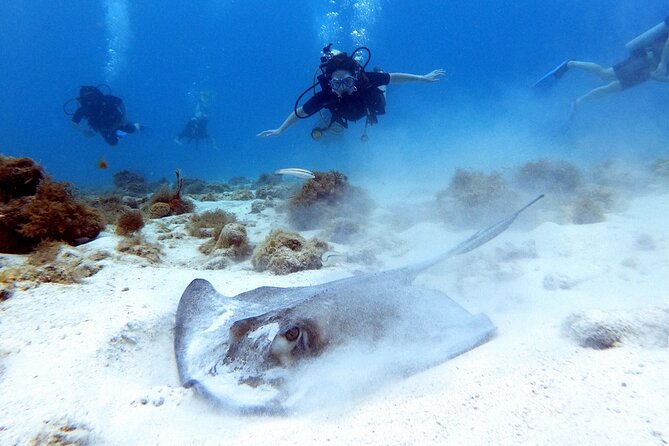 Private First-Time Dive on Aruba’s Reef and Wreck Site - Shallow-Water Practice: The Step That Turns Nerves into Control